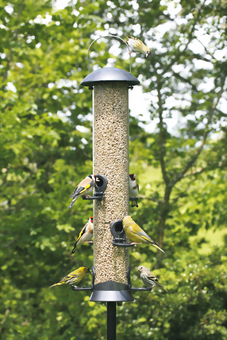 Birds on a feeder